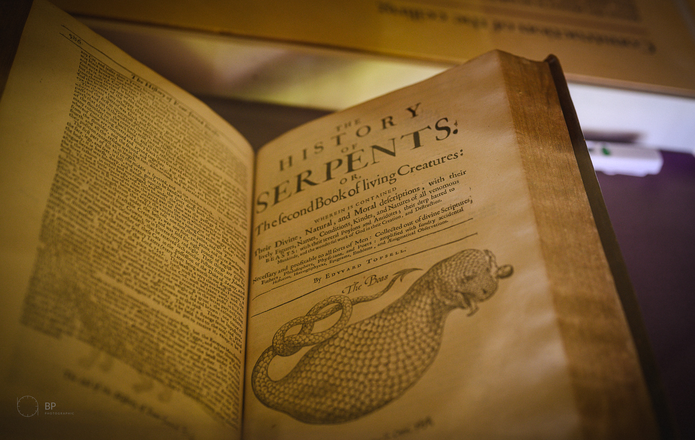 History of Serpents, illuminated manuscript page